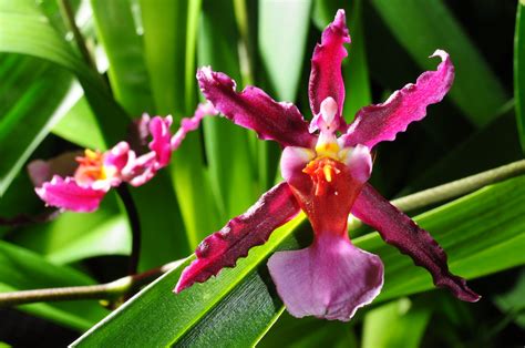 Wilsonara Kolibri X Oncidium Katrin Zoch Nurelias Flickr