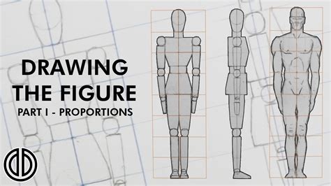 How To Draw Accurate Human Body Proportions Steps Pedalaman
