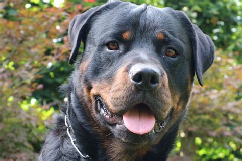 The rugged rottie is dependable and hardworking, with an aloof, yet friendly, manner. Fünf Leute gebissen: Münchner Polizei erschießt ...