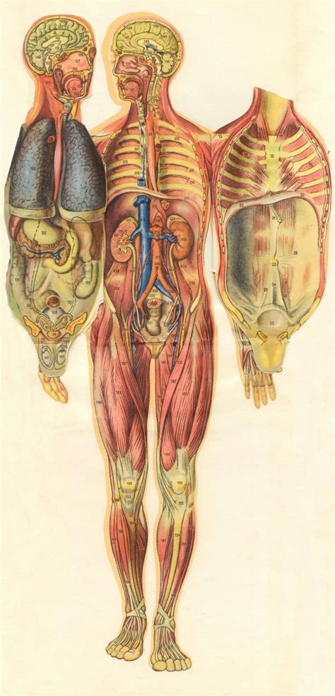 Homme 4e Human Anatomy Art Anatomy Art Medical Illustration