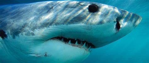 Are We Overvaluing Reef Sharks? - ODU Magazine-North ... Check out 'house shark ' on indiegogo.