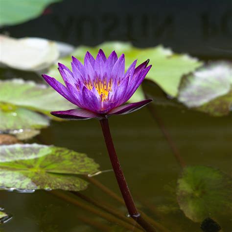 Beautiful And Colorful Water Lilies Photograph By Roy Williams