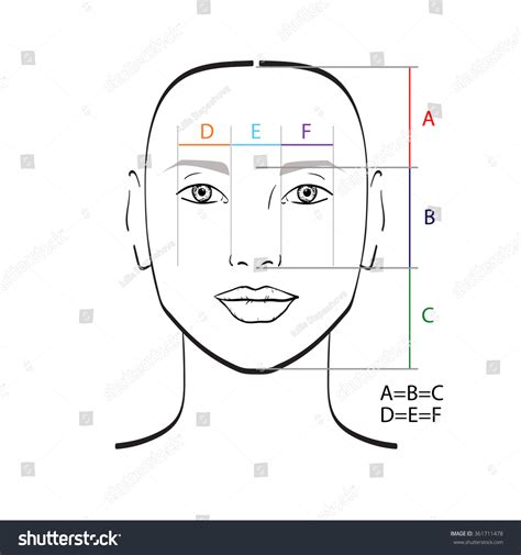 Perfect Face Proportions Vector Illustration Stock Vector Royalty Free 361711478 Shutterstock