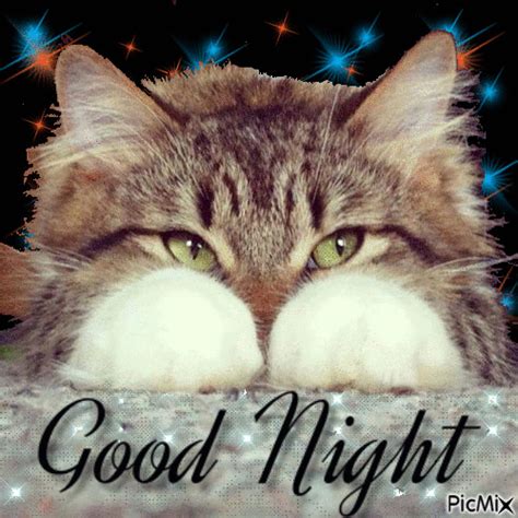 Cat Good Night