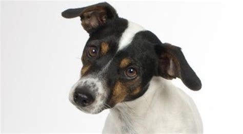 26 Times Rat Terriers Mixed With Other Breeds Petpress Rat Terrier