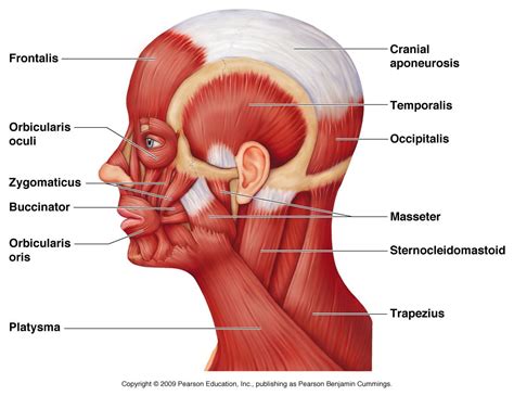 Muscles Of Head And Neck Anatomy Physiology With Williams At University Of Georgia