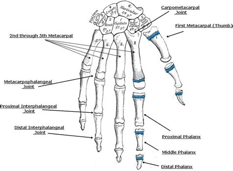 The intrinsic muscles of the hand are located within the hand itself. 1000+ images about @@@ robert beverly hale - Artistic ...