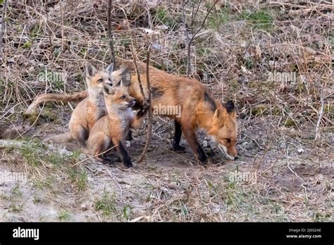 Mother Fox With Her Kits Stock Photo Alamy