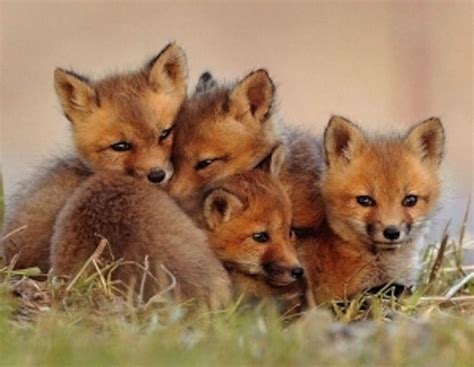 Pin On Baby Red Fox Cubs