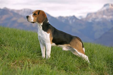 Beagle Dog Breed Profile
