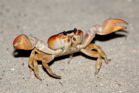 Crab Wild Life World