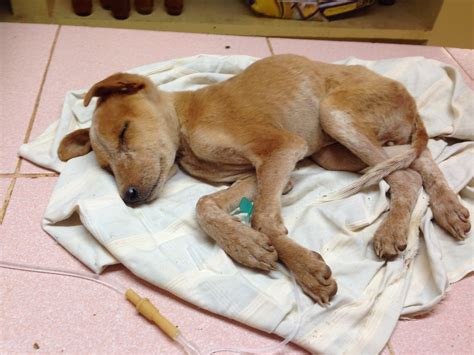 Puppy Recovering With A Drip Medication Karuna Society For Animals