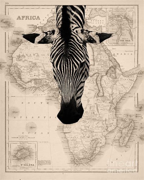 George, western cape, south africa, africa geographical coordinates: Zebra And Africa Map Photograph by Delphimages Photo Creations