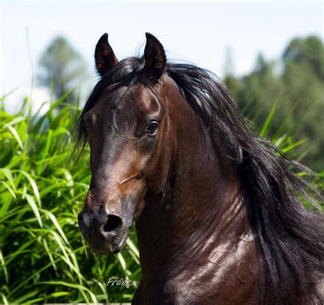 Paso Fino♥ Tophorsebreeds Kathiyawadi Horse Horse Equestrian Horse