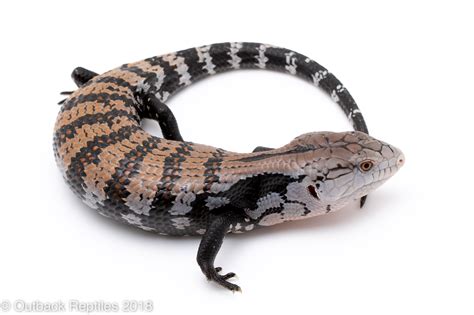 Halmahera Blue Tongue Skink Outback Reptiles