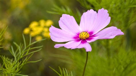 Try dragging an image to the search box. Single Flower Wallpaper ·① WallpaperTag