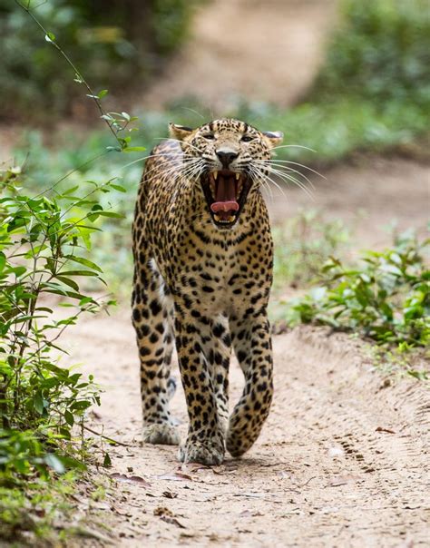 Top 5 Places In Sri Lanka To See Leopards Classic Sri Lanka