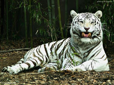Wild And Endangered Animals Endangered White Tiger
