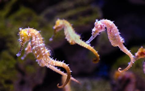 Curiosidades De Los Caballitos De Mar Que No Dejan De Sorprender