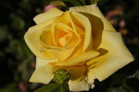 The Best Varieties Of Yellow Roses Or Why You Dont Need A Yellow