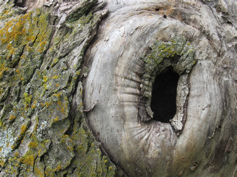 Free Images Tree Nature Rock Wood Hole Trunk Bark Formation