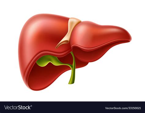 Human Liver Anatomy Structure 3d Icon Royalty Free Vector
