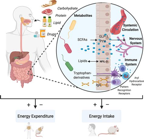 Mechanisms Of Metabolic Host Microbiome Crosstalk Host Microbiome