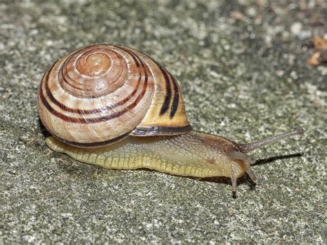 Cepaea nemoralis belongs to the class gastropoda, to the subclass pulmonata, to the well cepaea nemoralis is found in quite different habitats, natural as well as anthropized, such as gardens, fields. Brown-lipped Snail - Cepaea nemoralis | NatureSpot