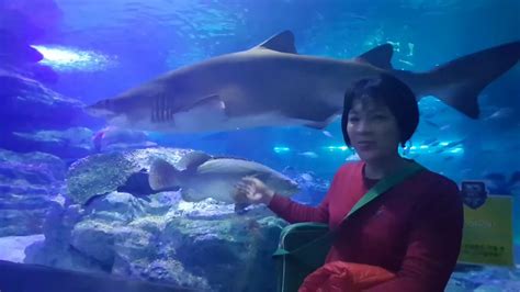 Sea Life Busan Aquarium 2 Youtube