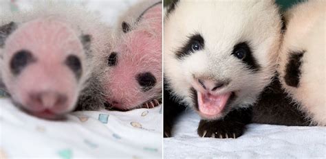 Twin Panda Cubs At Zoo Atlanta 7 Things To Know About