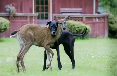 Dog And Deer Share A Beautiful Bond