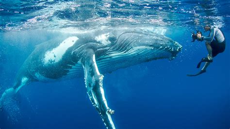 Giant Humpback Whale Saved Biologist From Shark Attack Health