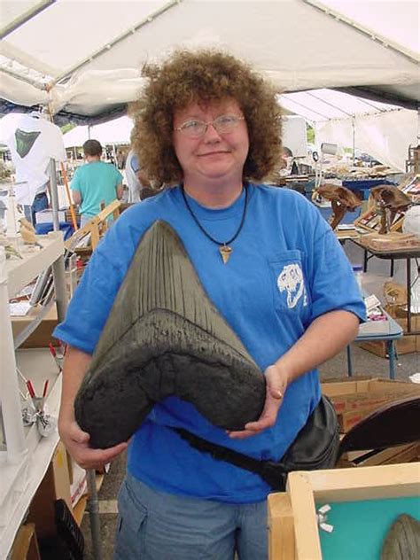 But the root is complete nicely preserved ! carcharocles megalodon