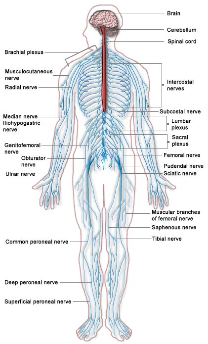 And the autonomic, or involuntary, component. Introduction to the Nervous System | Boundless Anatomy and ...
