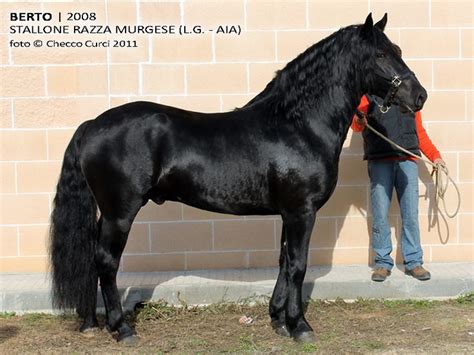 murgese horse breed images  pinterest horse breeds beautiful horses  horses