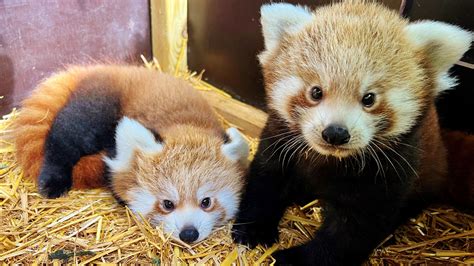 Pair Of Rare Red Pandas Born At Wiltshires Longleat