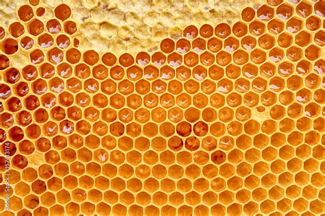 Honeycomb With Honey Stock Photo Adobe Stock