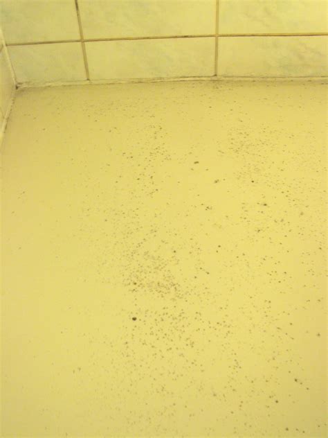 Typically, ceilings are dark and often damp. Mold on Ceiling Tiles in Basement - The Mold Hound