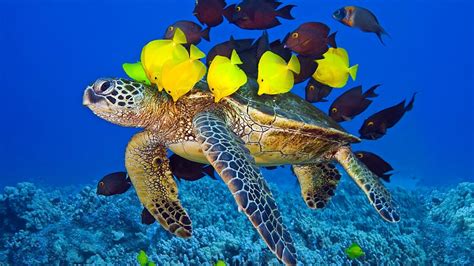 Cell phone wallpaper ocean floor. Turtle with fish on the ocean floor - Phone wallpapers