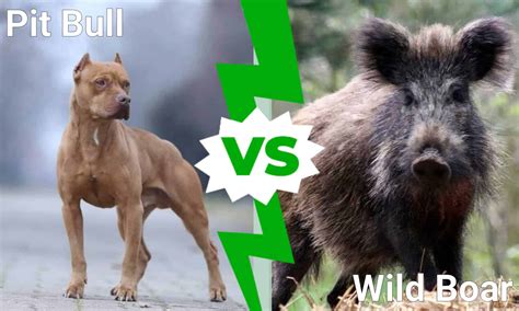 Pit Bull Vs Wild Boar Which Animal Would Win A Fight A Z Animals