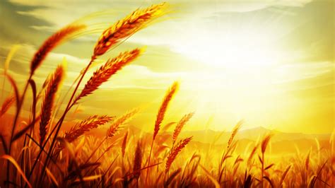 Wheat Grain Background Template Wheat Food Poster Background Image For Free Download