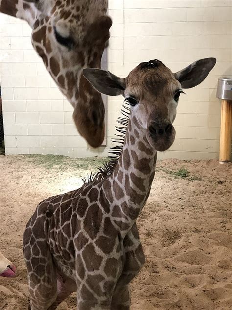Giraffe Calf Born At Cheyenne Mountain Zoo Cmzoo