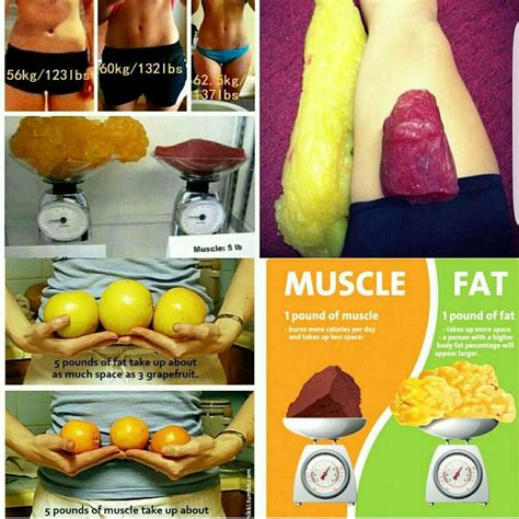 Muscle Versus Fat Poster Pound Muscle Versus Pound Fat Exercise Poster Fitness Poster Lupon Gov Ph