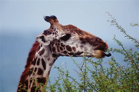 Maasai Giraffe Eating Acacia Leaves Serengeti Photograph By Ross Warner