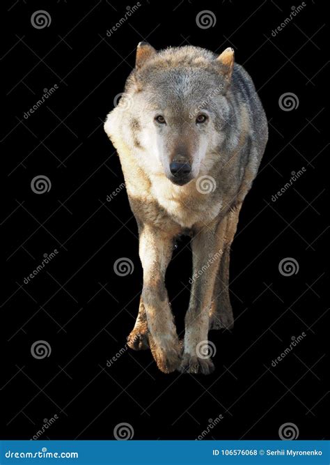 Wolf Standing Grey Full Size Cute Stock Photo Image Of Beast Clever