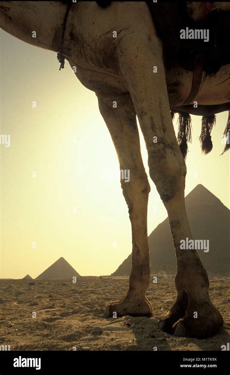 Egipto El Cairo Pirámides De Gizeh O Giza Patas De Camello La