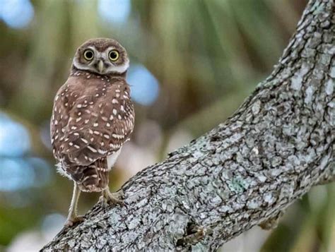 9 Types Of Owls In Arkansas For 2023 The Complete Guide Learn Bird