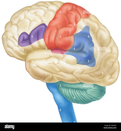 Side View Of The Human Brain Shown Are The Parietal Lobes Sensory