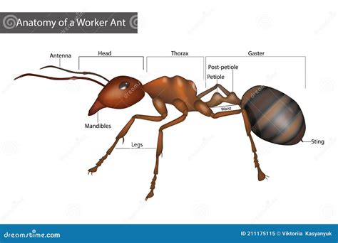 External Anatomy Of A Worker Ant Body Structure Cartoon Vector