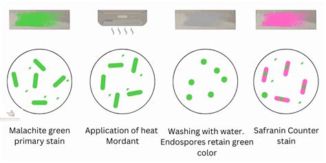 Dorner Method Of Endospore Staining Procedure Principle